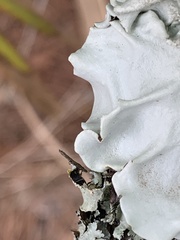 Parmotrema subrigidum