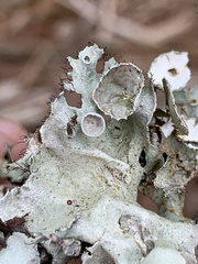 Parmotrema subrigidum