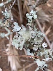 Parmotrema subrigidum