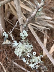 Parmotrema subrigidum