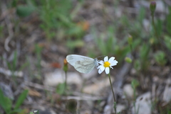 Dismorphiinae