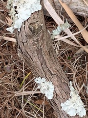 Parmotrema subrigidum