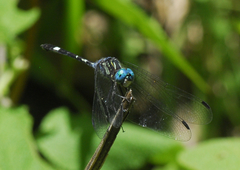 Micrathyria paulsoni