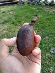 Hymenaea