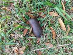 Hymenaea