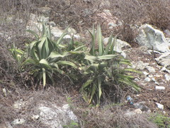 Agave vilmoriniana