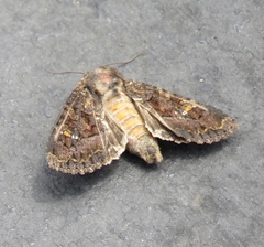 Apamea amputatrix