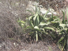 Agave vilmoriniana
