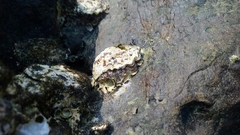 Saccostrea