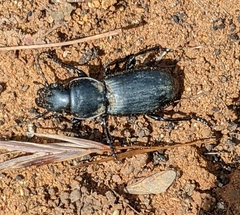 Secatophus australis