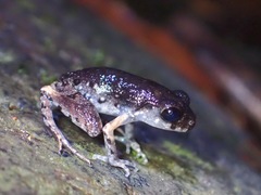 Leptobrachella