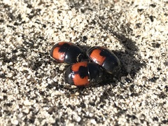 Spilodiscus sellatus