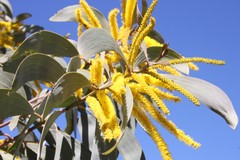 Acacia grandifolia