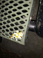 Camponotus inaequalis