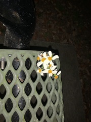 Camponotus inaequalis