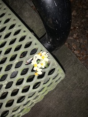 Camponotus inaequalis