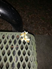 Camponotus inaequalis