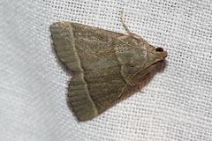 Hypsopygia decoloralis