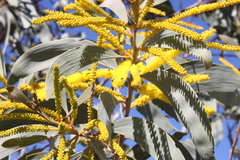 Acacia grandifolia