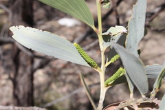 Acacia grandifolia