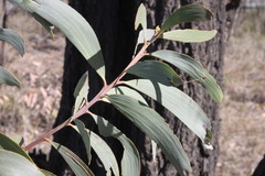 Acacia grandifolia