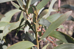 Acacia grandifolia