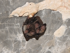 Chrotopterus auritus