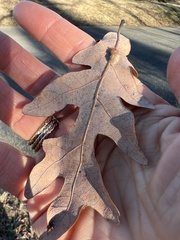 Macrodiplosis niveipila