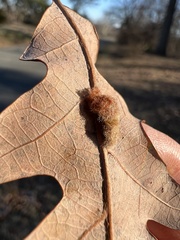 Macrodiplosis niveipila