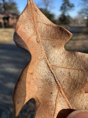 Macrodiplosis niveipila