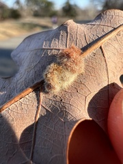 Macrodiplosis niveipila