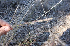 Aristida calycina