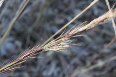 Aristida calycina