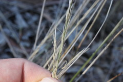 Aristida calycina