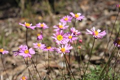 Brachyscome stuartii