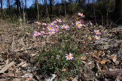 Brachyscome stuartii