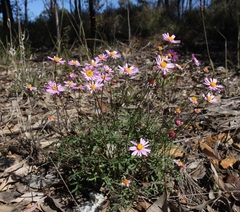 Brachyscome stuartii