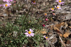 Brachyscome stuartii