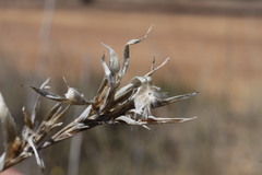 Cymbopogon bombycinus