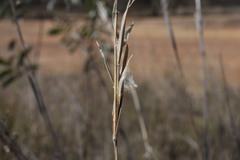 Cymbopogon bombycinus