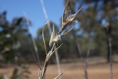 Cymbopogon bombycinus