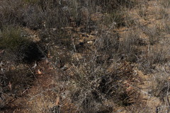 Cymbopogon bombycinus