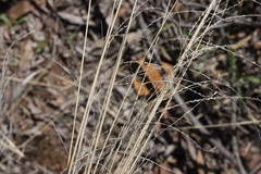 Leptochloa decipiens