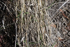 Leptochloa decipiens