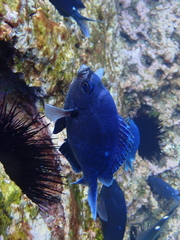 Chromis dispila