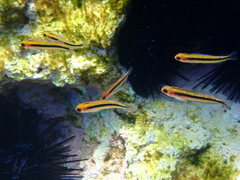 Forsterygion maryannae