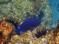 Chromis dispila