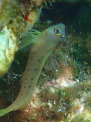 Notoclinops yaldwyni