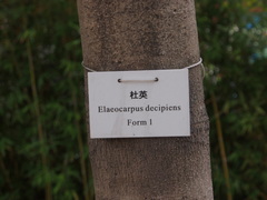Elaeocarpus balansae