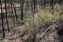 Leptochloa decipiens